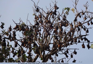 Bat_in_the_tree_at_Boga_Lake,_Bangladesh