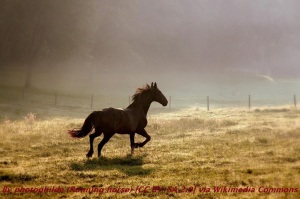 Running_horse_(5210454901)