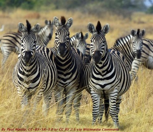 Zebra_Botswana_edit02