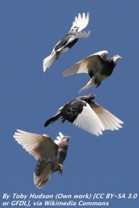 Domestic_Pigeon_Flock